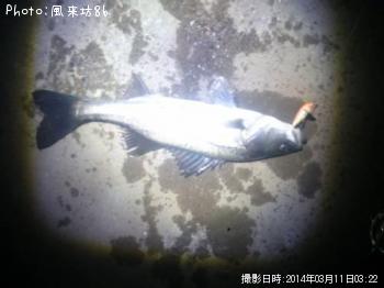 シーバス
