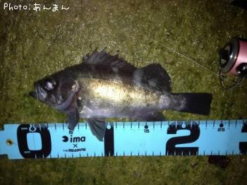 メバル