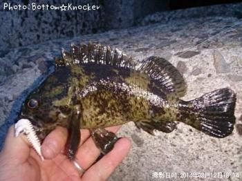 饽