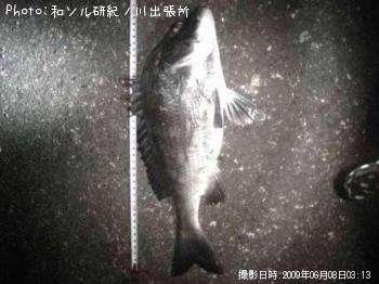 チヌ