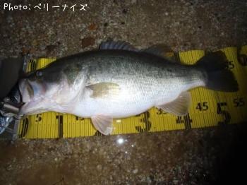 ブラックバス