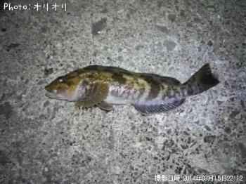 ʥ