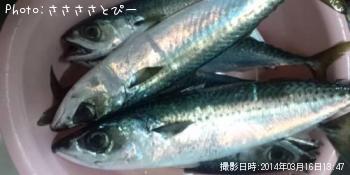 アジ＆サバ