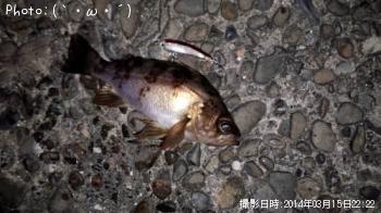 メバル