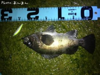 メバル