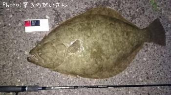 ヒラメ