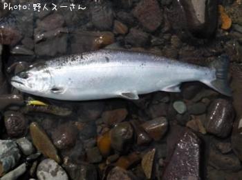 サクラマス