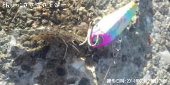 ｄａｙシーバス
