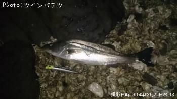 鱸