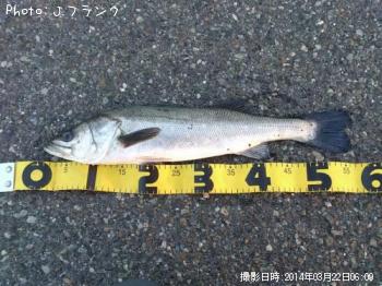 シーバス