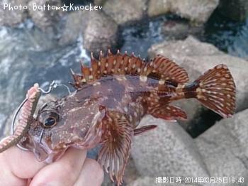 カサゴ