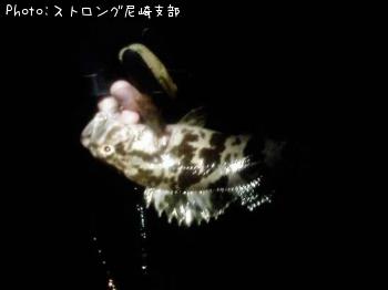 タケノコメバル