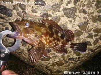 カサゴ