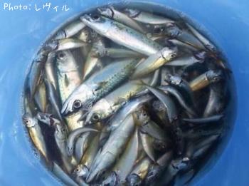 マメアジ