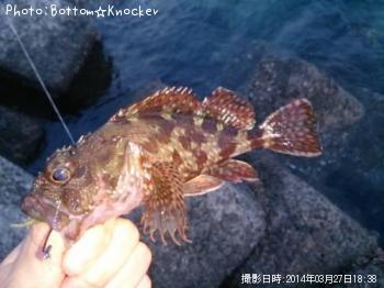 カサゴ