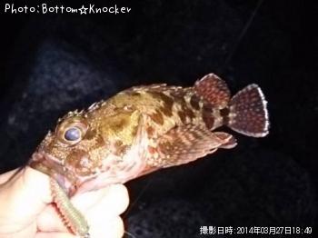 カサゴ