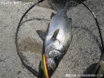 ヒラスズキ