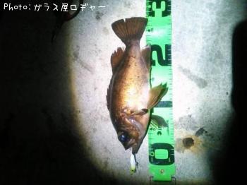メバル