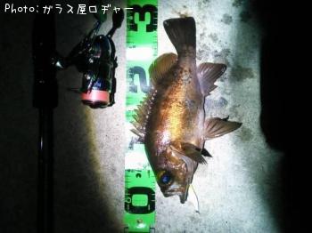 メバル