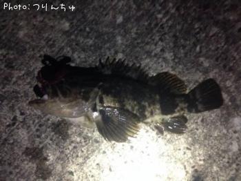 ベッコウゾイ