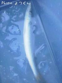 カマス