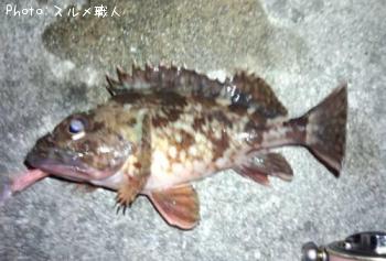 カサゴ