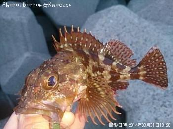 カサゴ