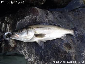 シーバス