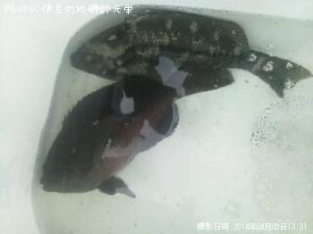 口太メジナ