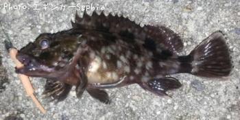 ʥ