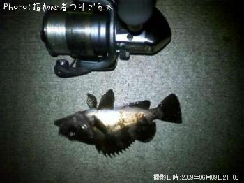 メバル