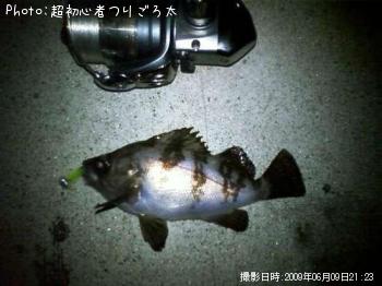 メバル