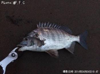 クロダイ