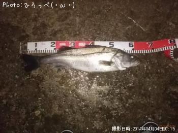 シーバス