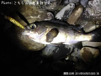 メバル
