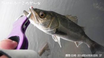 シーバス