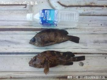 カサゴ