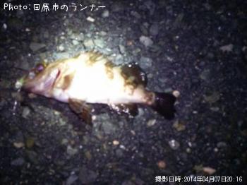 メバル