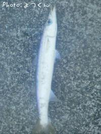 カマス