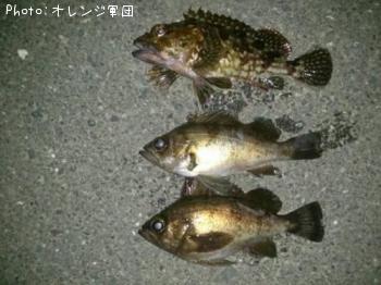メバル