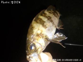 饽