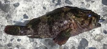 饽