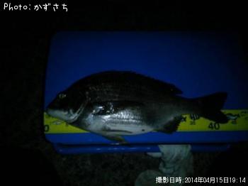 クロダイ