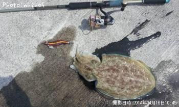 コウイカ