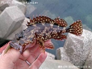カサゴ