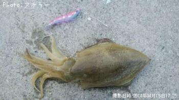 コウイカ