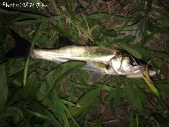 シーバス