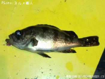 メバル