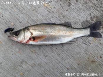 シーバス