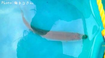 シロギス